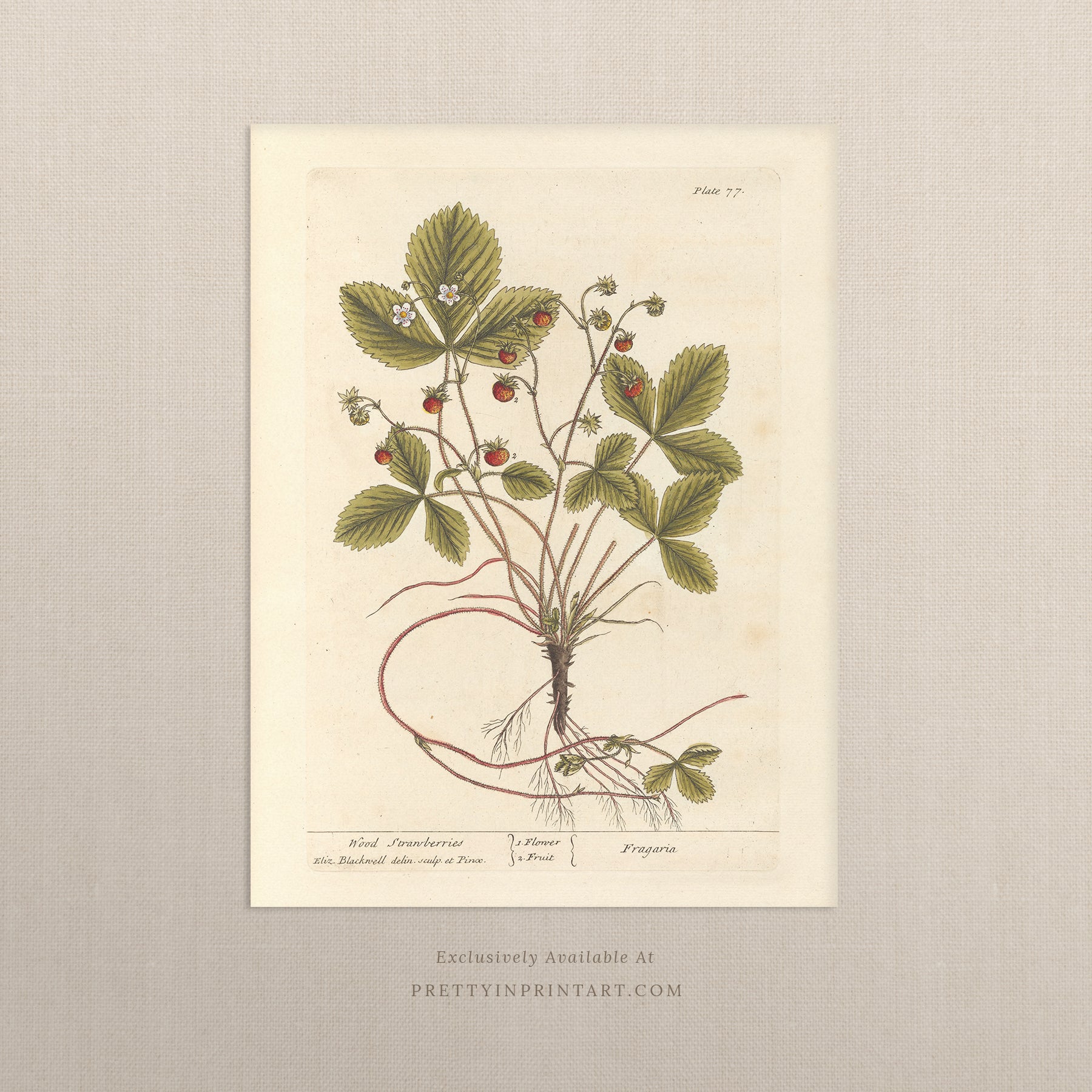 Vintage herb and flower illustration print, antique botanical artwork, elegant wall decor for home or study