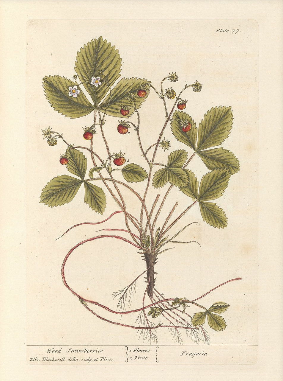 Antique Botanical Art 0058 - Wood Strawberries |  Unframed