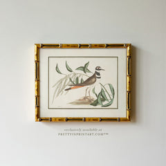 Vintage Bird Art Print 00913 in Gold Bamboo Frame