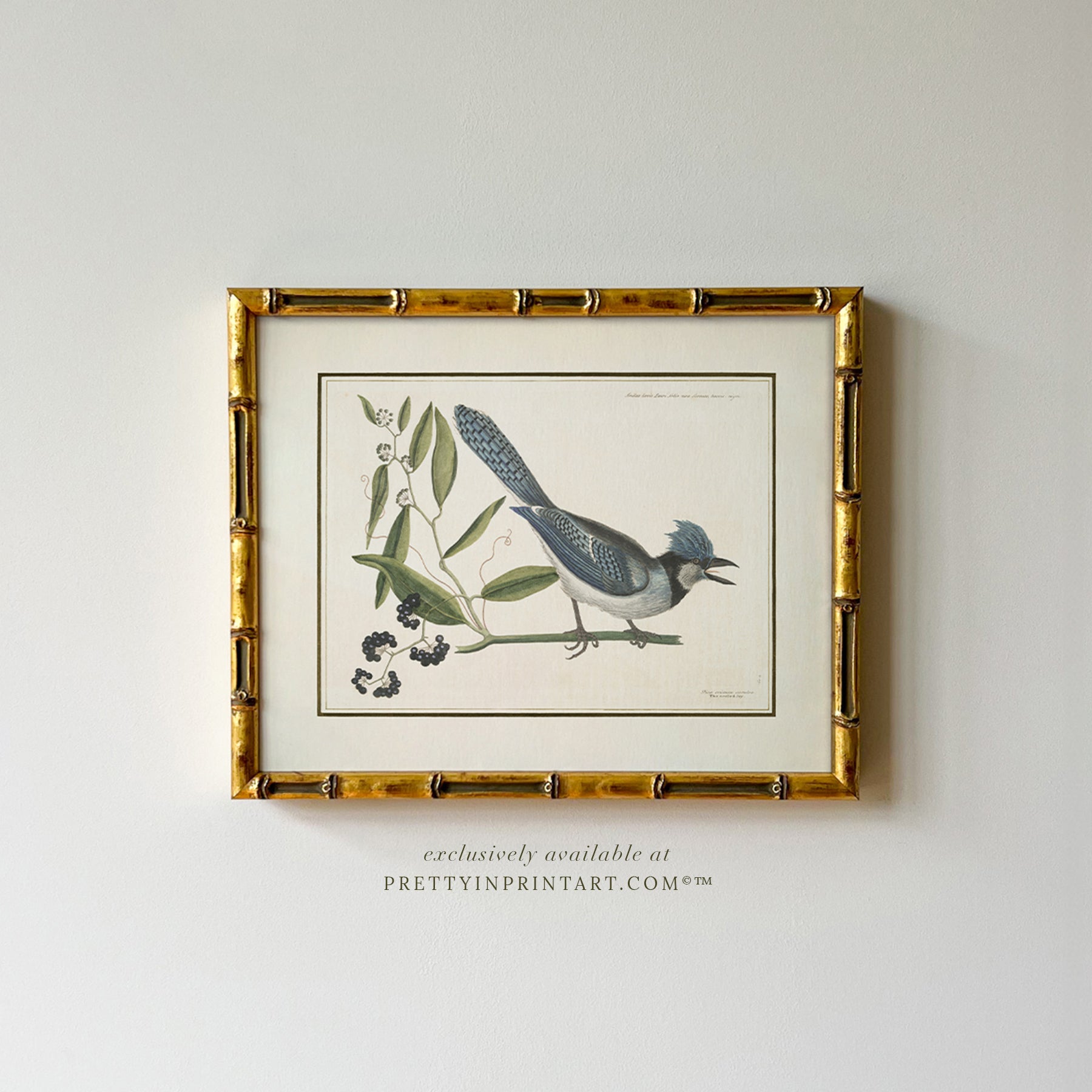 Set of Six Vintage Bird Art Print in Gold Bamboo Frame