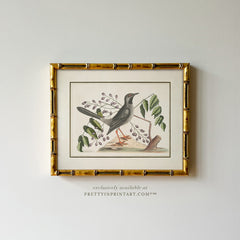 Vintage Bird Art Print 00919 in Gold Bamboo Frame