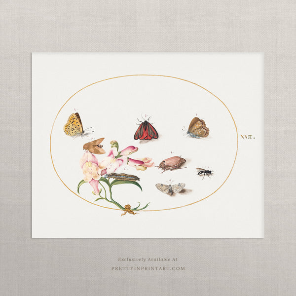 Butterfly & Moth Vintage Art 005 |  Unframed