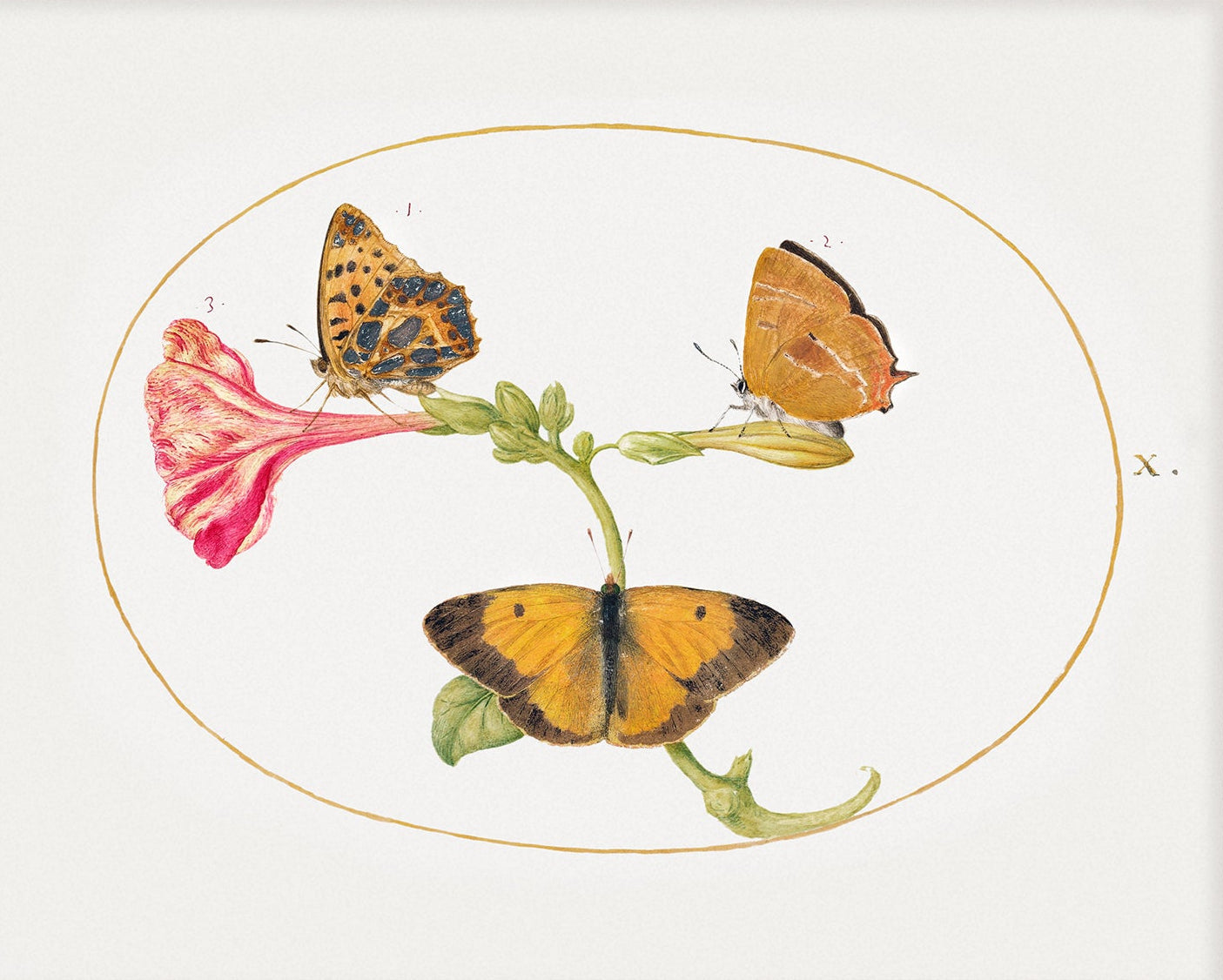 Butterfly Vintage Art 001 |  Unframed