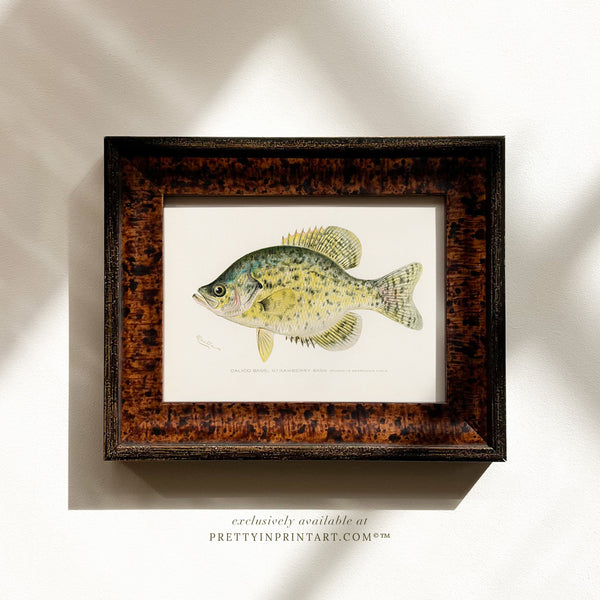Calico Bass Antique Fish Art (007137 + BRN-TOR-3994)