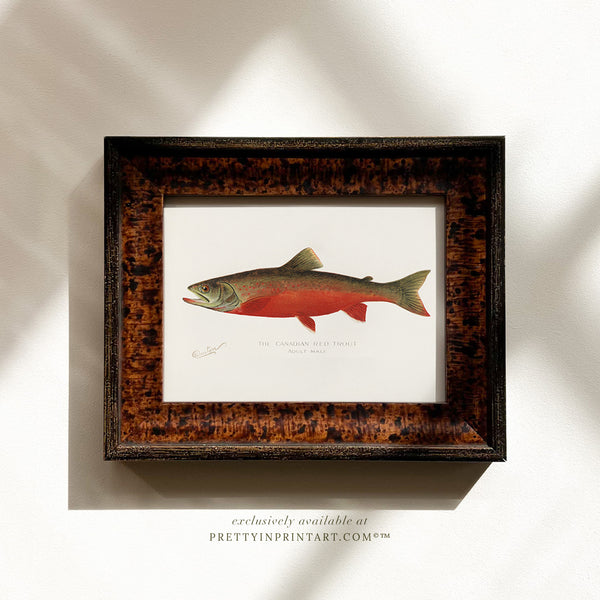 Red Trout Antique Fish Art (007128 + BRN-TOR-3994)