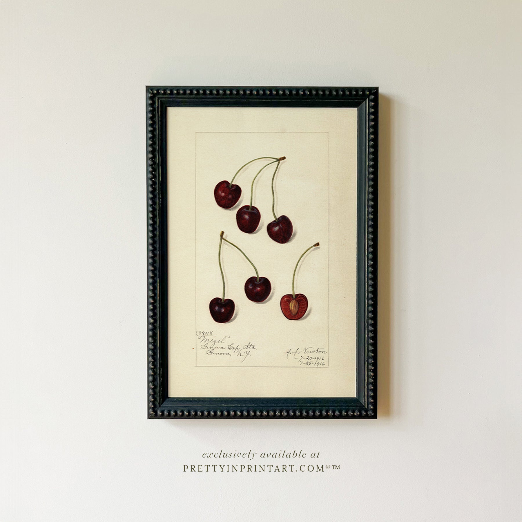 Framed Vintage Fruit Art | Cherry 007