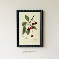 Vintage Cherry Fruit Art Print – Framed in Black Bobbin-Style Frame, Antique Botanical Still Life Wall Art (002)