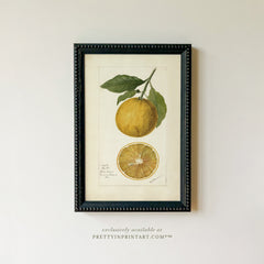 Vintage Citrus Fruit Art Print – Framed in Black Bobbin-Style Frame, Antique Botanical Still Life Wall Art (010)