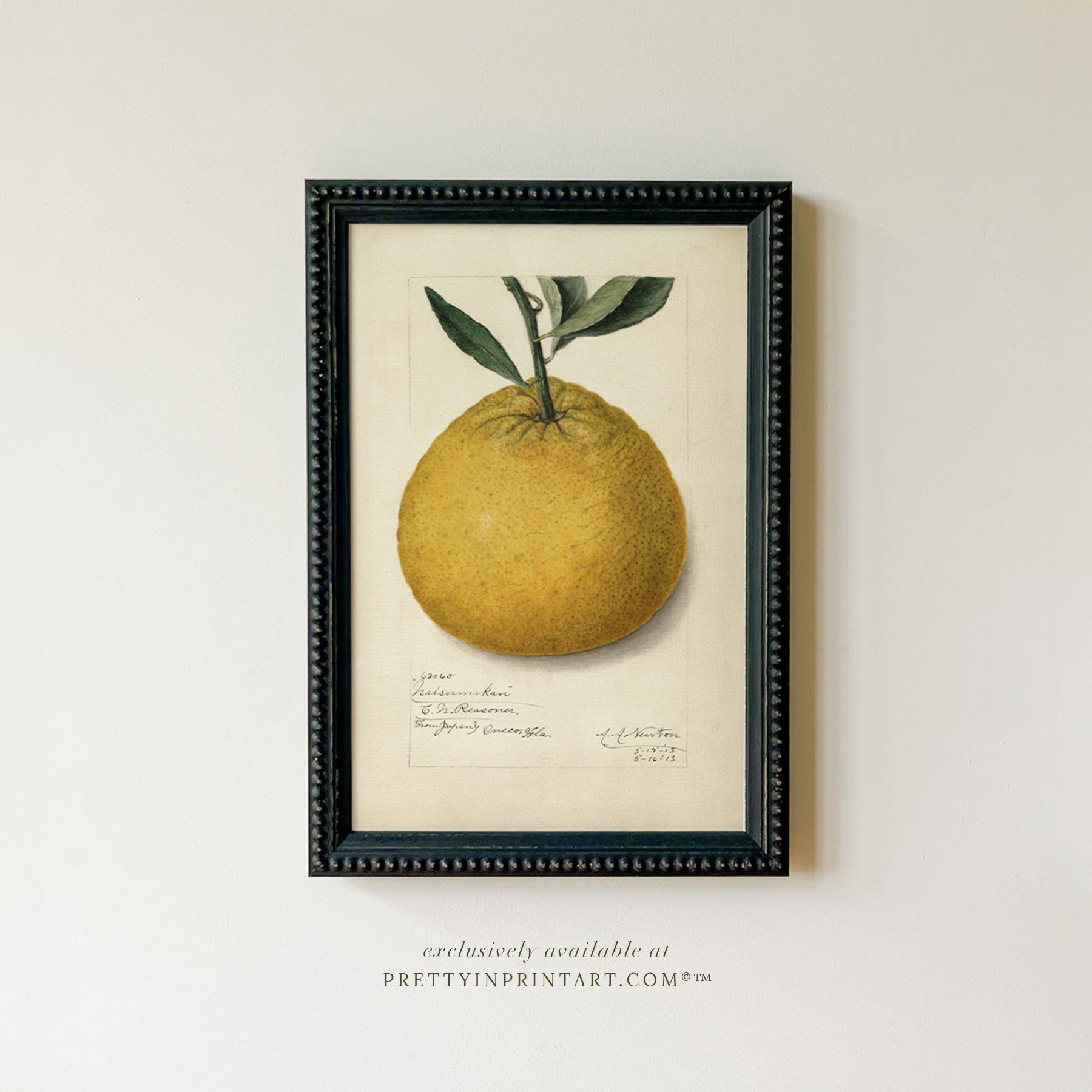 Framed Vintage Fruit Art | Citrus 009