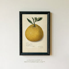 Framed Vintage Fruit Art | Citrus 009