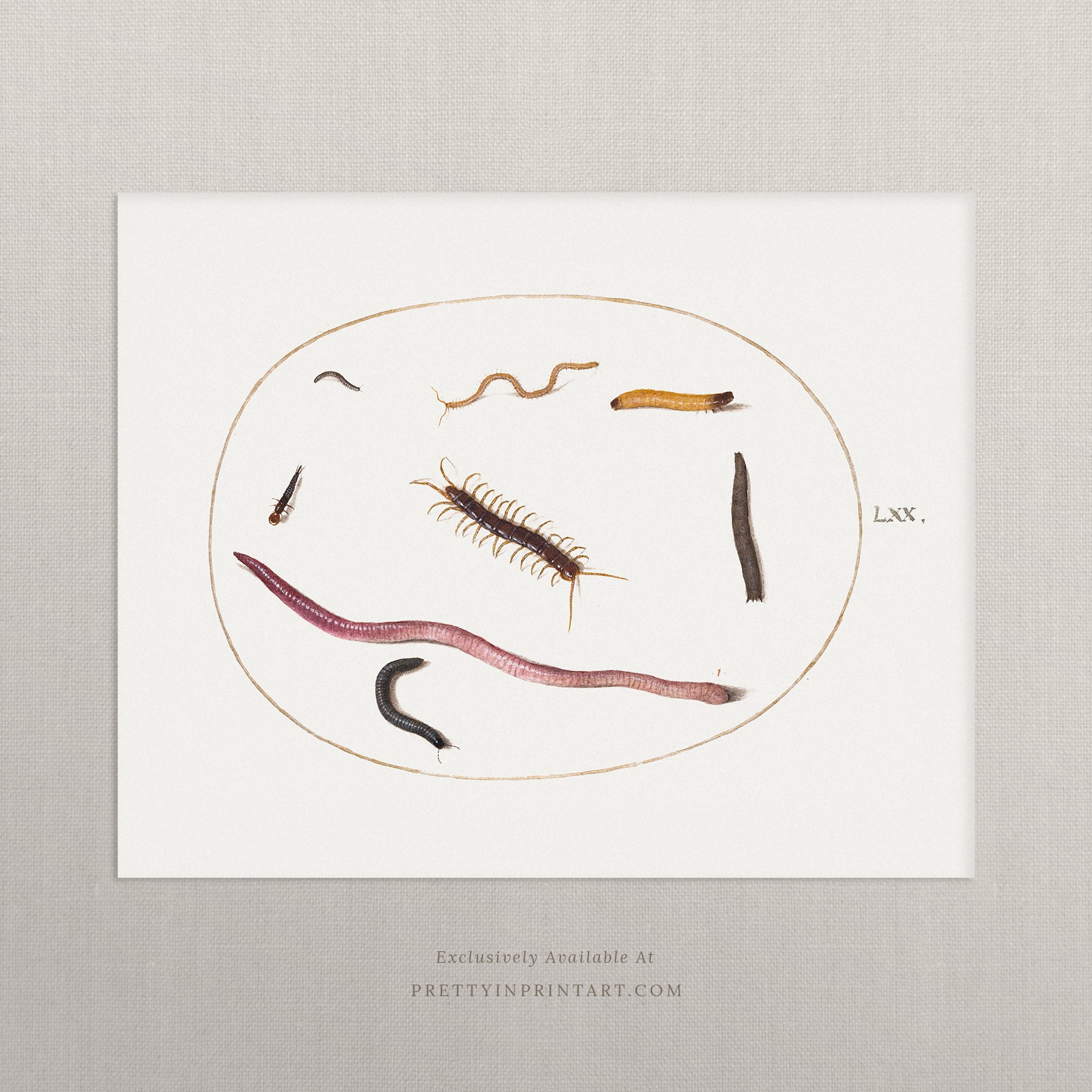 vintage-style nursery art prints featuring bugs, butterflies, beetles, and mini beasts in classic gold and wood frames for children's room decor.
