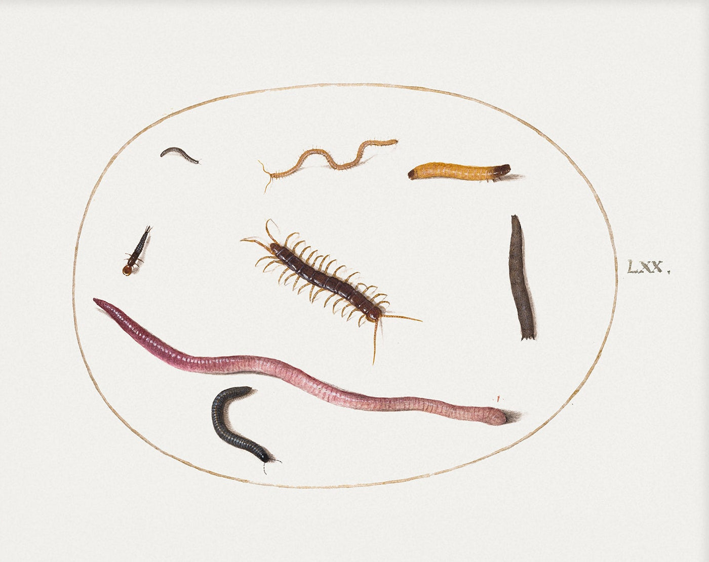 Creepy Crawlies Vintage Art 006 |  Unframed