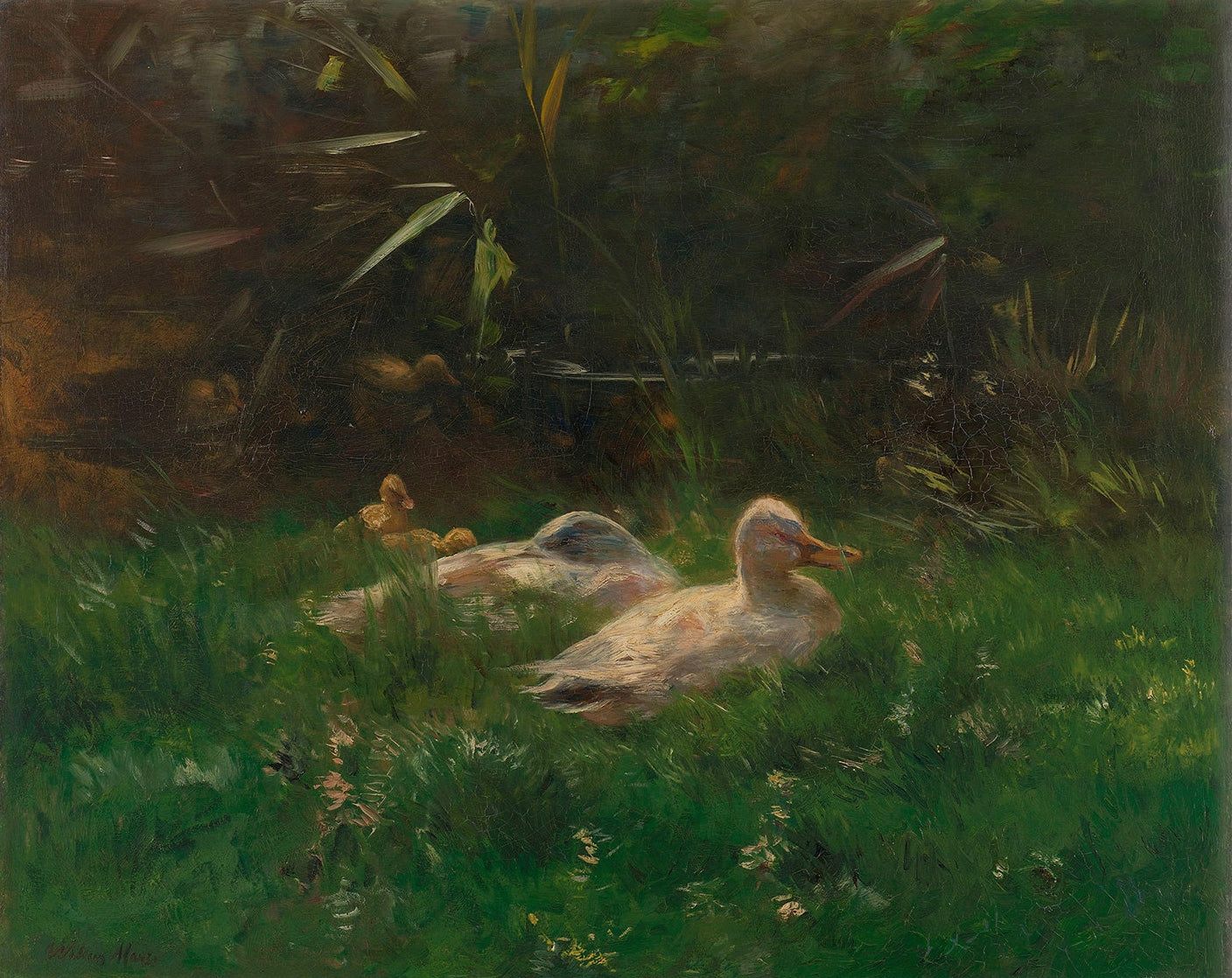 Duck & Ducklings Vintage Art 002 |  Unframed