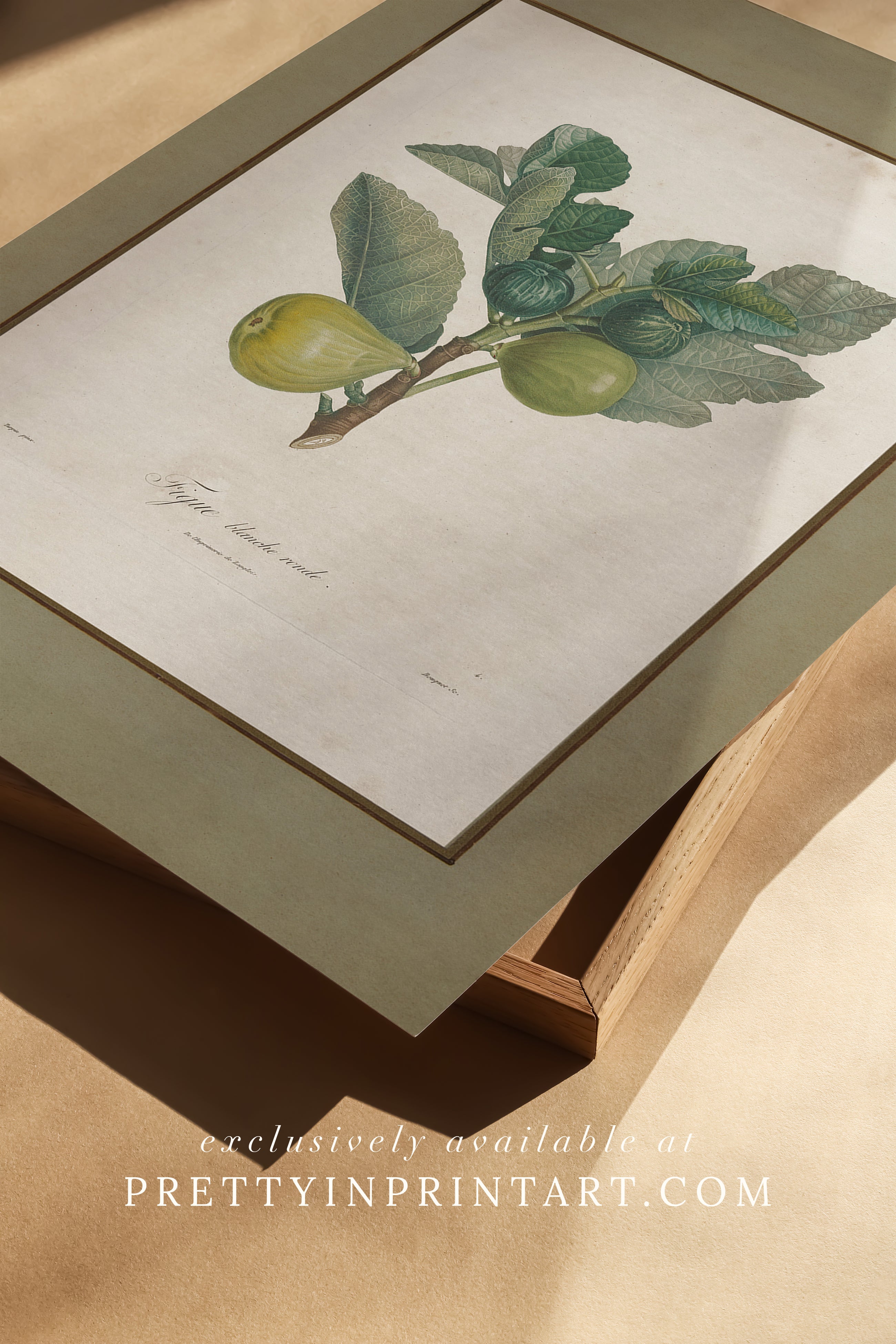 Vintage botanical art print of a fig plant with detailed antique illustration of leaves and fruit. Unframed print.