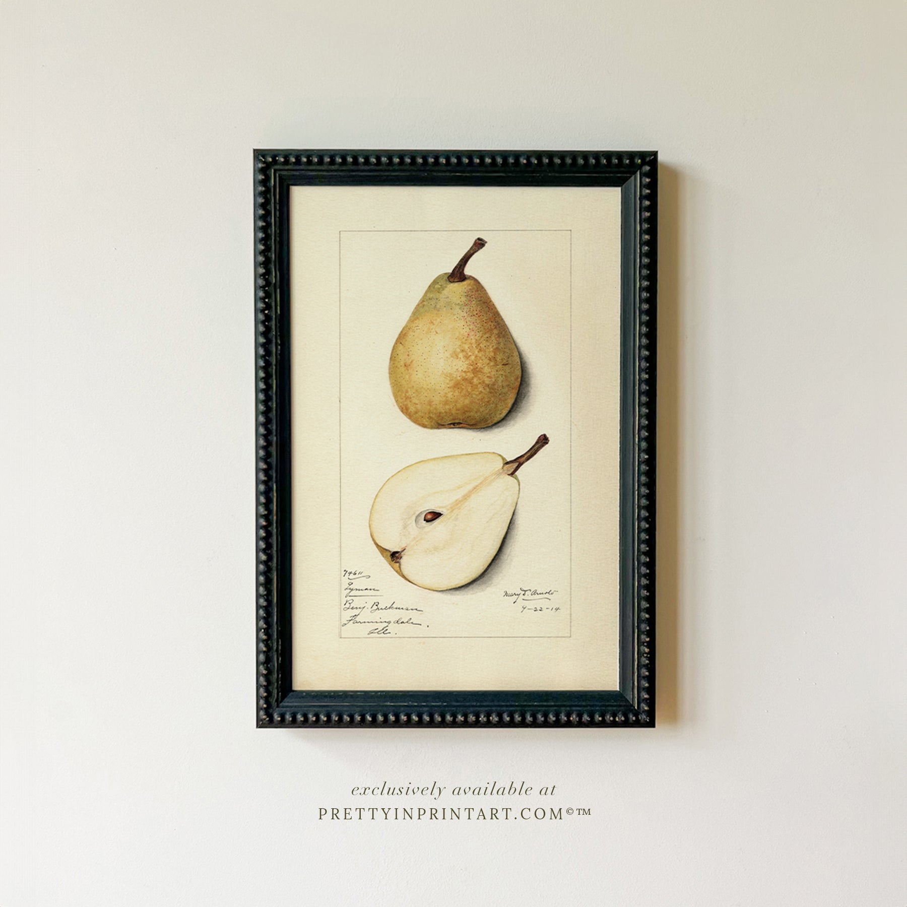 Framed Vintage Fruit Art | Pear 001