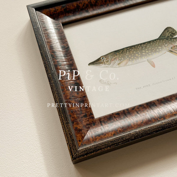 Barred Perch Antique Fish Art (007127 + BRN-TOR-3994)