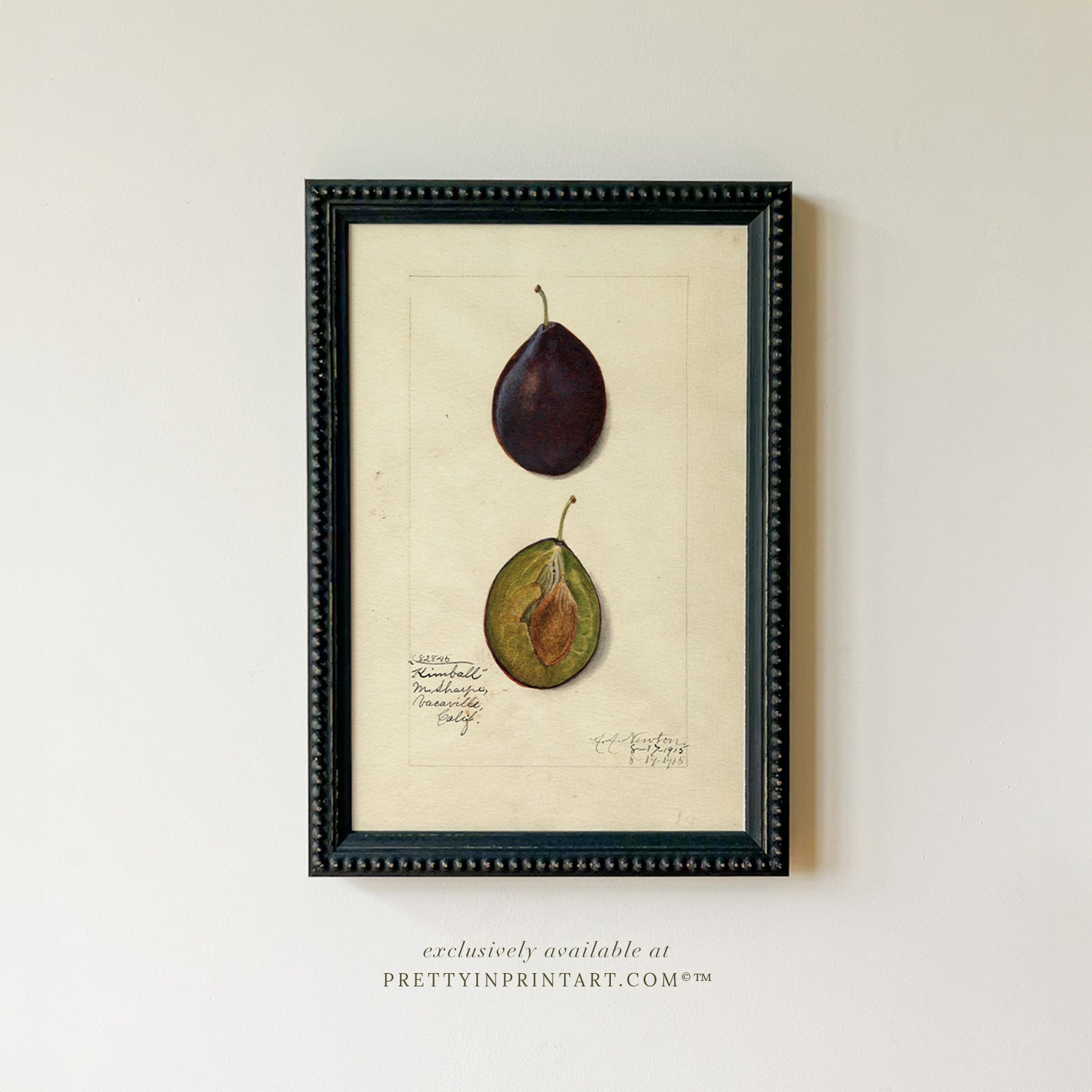 Framed Vintage Fruit Art | Fruit 016