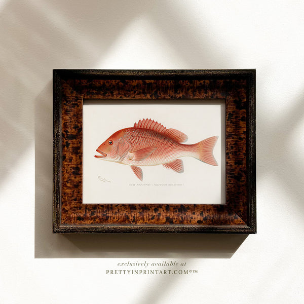 Red Snapper Antique Fish Art (007125 + BRN-TOR-3994)