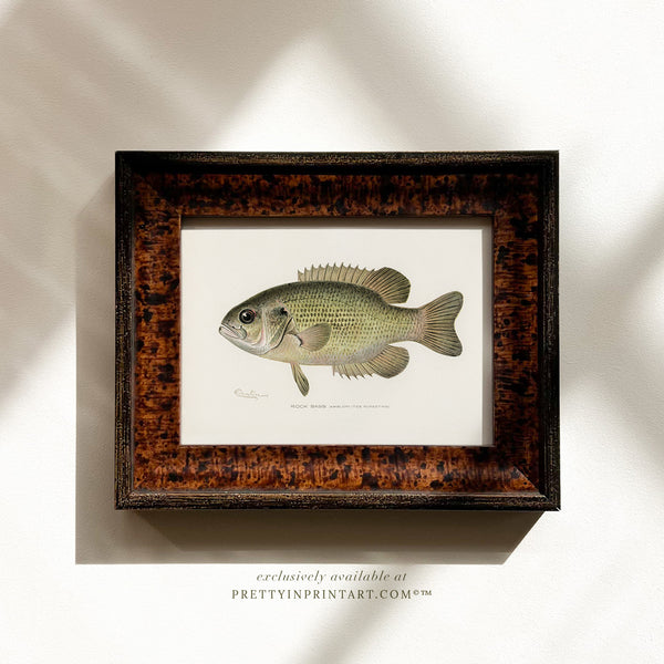 Rock Bass Antique Fish Art (007131 + BRN-TOR-3994)