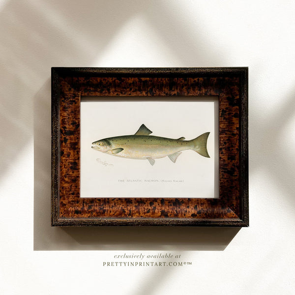 Atlantic Salmon Antique Fish Art (007132 + BRN-TOR-3994)