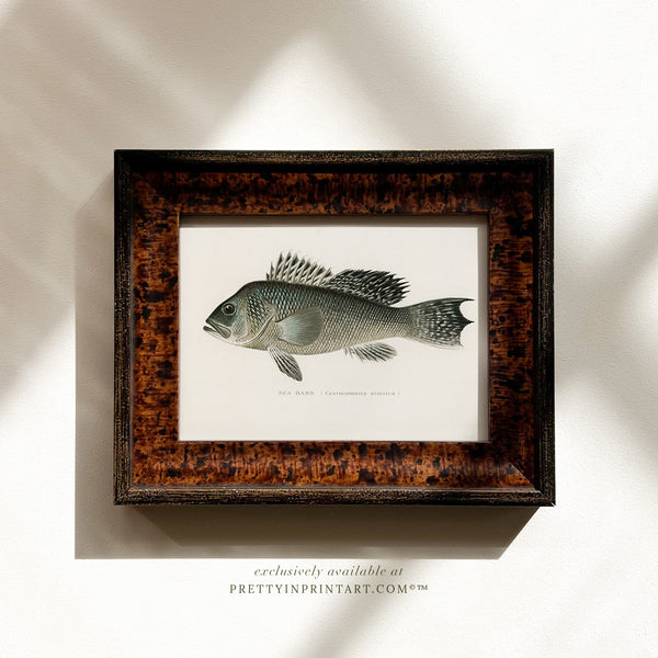 Sea Bass Antique Fish Art (007130 + BRN-TOR-3994)