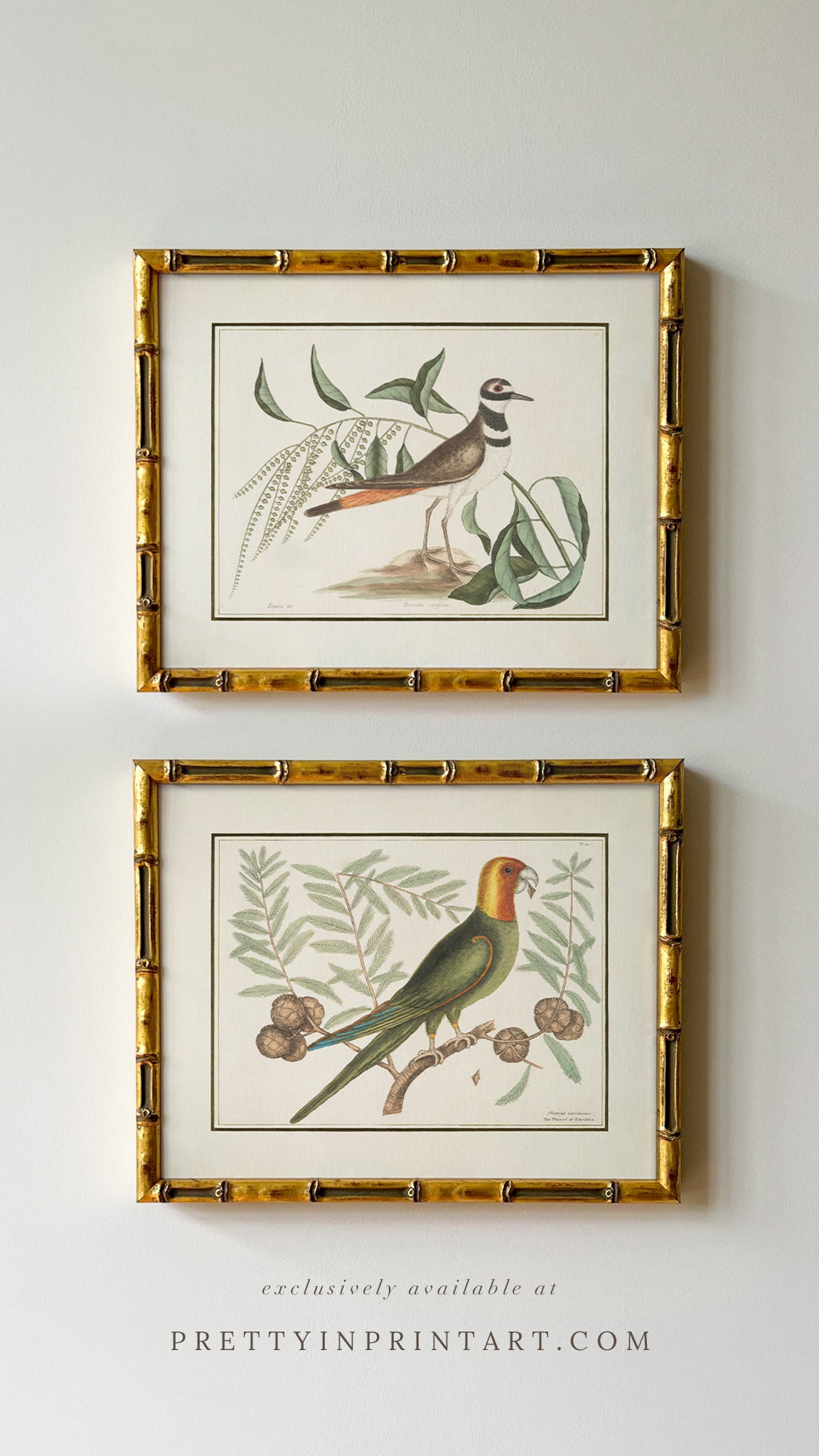 Vintage Bird Art Print 00917 in Gold Bamboo Frame