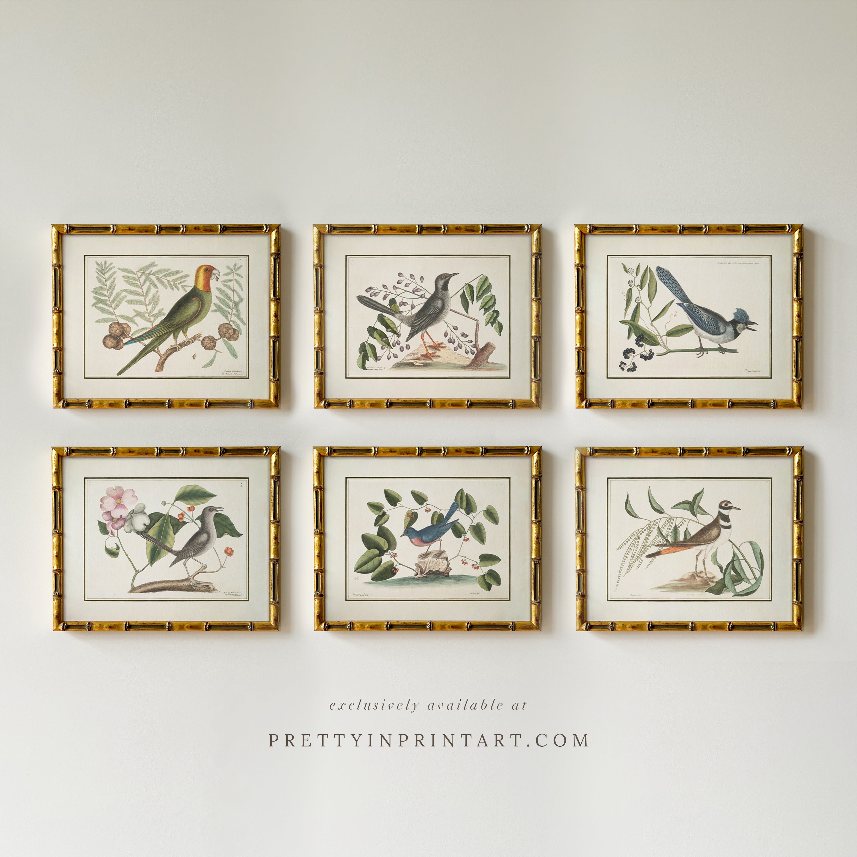 Vintage Bird Art Print 00913 in Gold Bamboo Frame