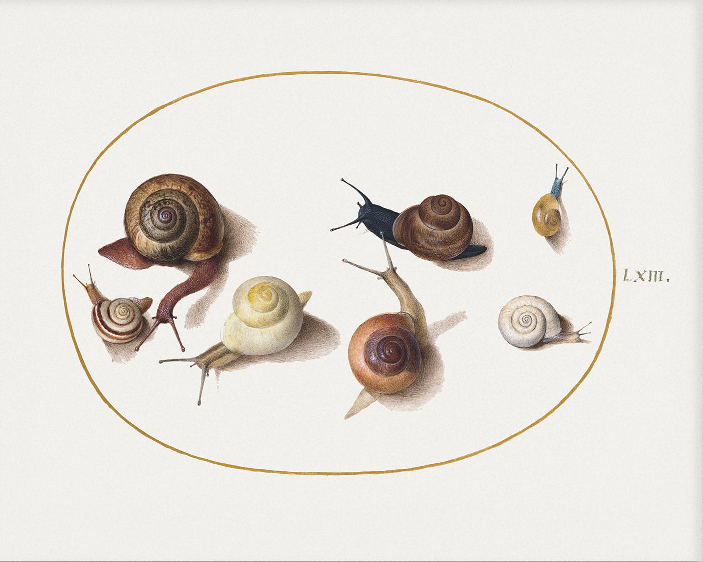 Snails Vintage Art 007 |  Unframed