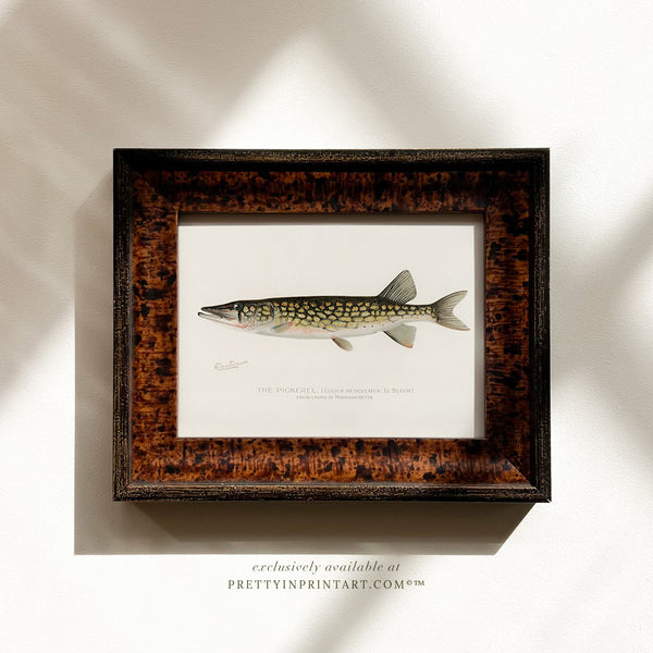 The Pickerel Antique Fish Art (007134 + BRN-TOR-3994)