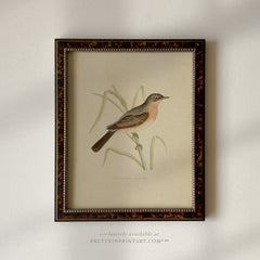 Framed Vintage Bird Art; Warbler 003 (BRN-TOR-2124)