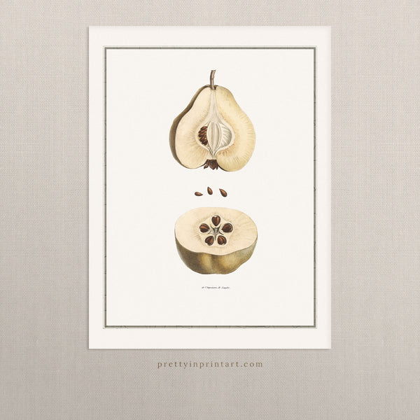 Pear, Still Life Art 00730 |  Unframed