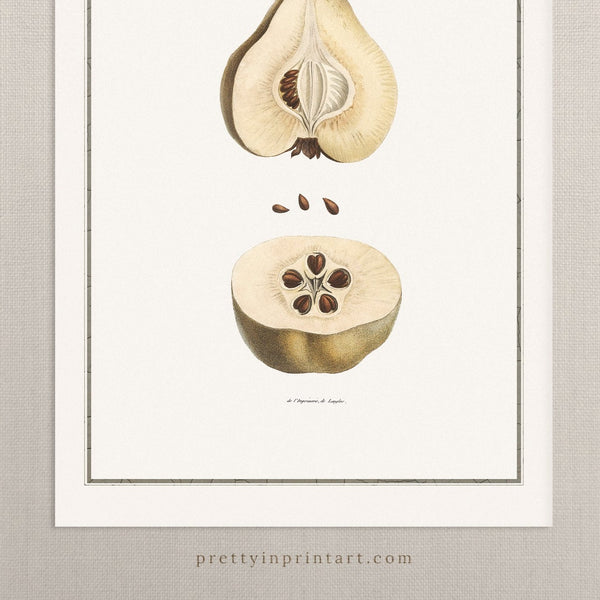Pear, Still Life Art 00730 |  Unframed