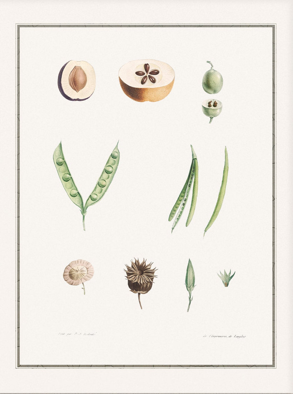 Still Life Art 00737 |  Unframed