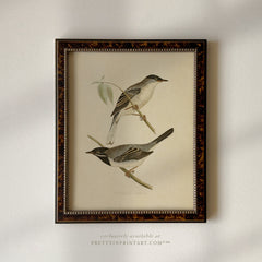 Framed Vintage Bird Art; Warbler 004 (BRN-TOR-2124)