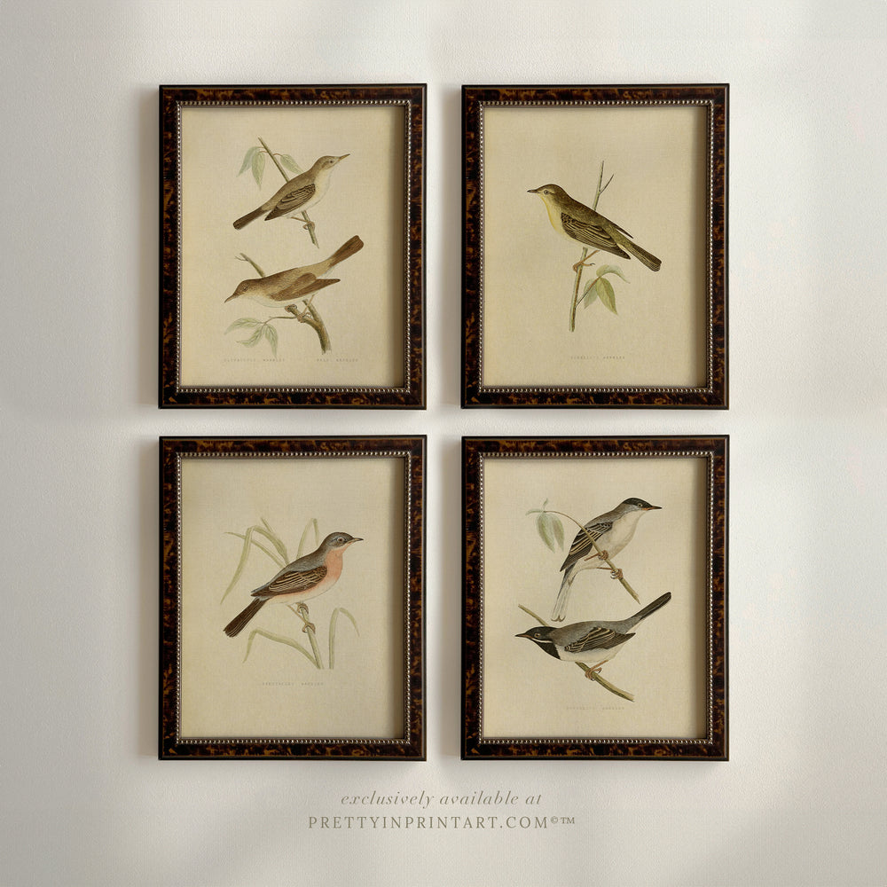 Framed Bird Illustrations – Antique Vintage Wall Art for Nature Lovers