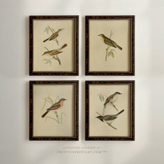 Vintage Bird Art Print – Framed in Brown Antique-Style Wood Frame, Choose Your Design or Set of Four
