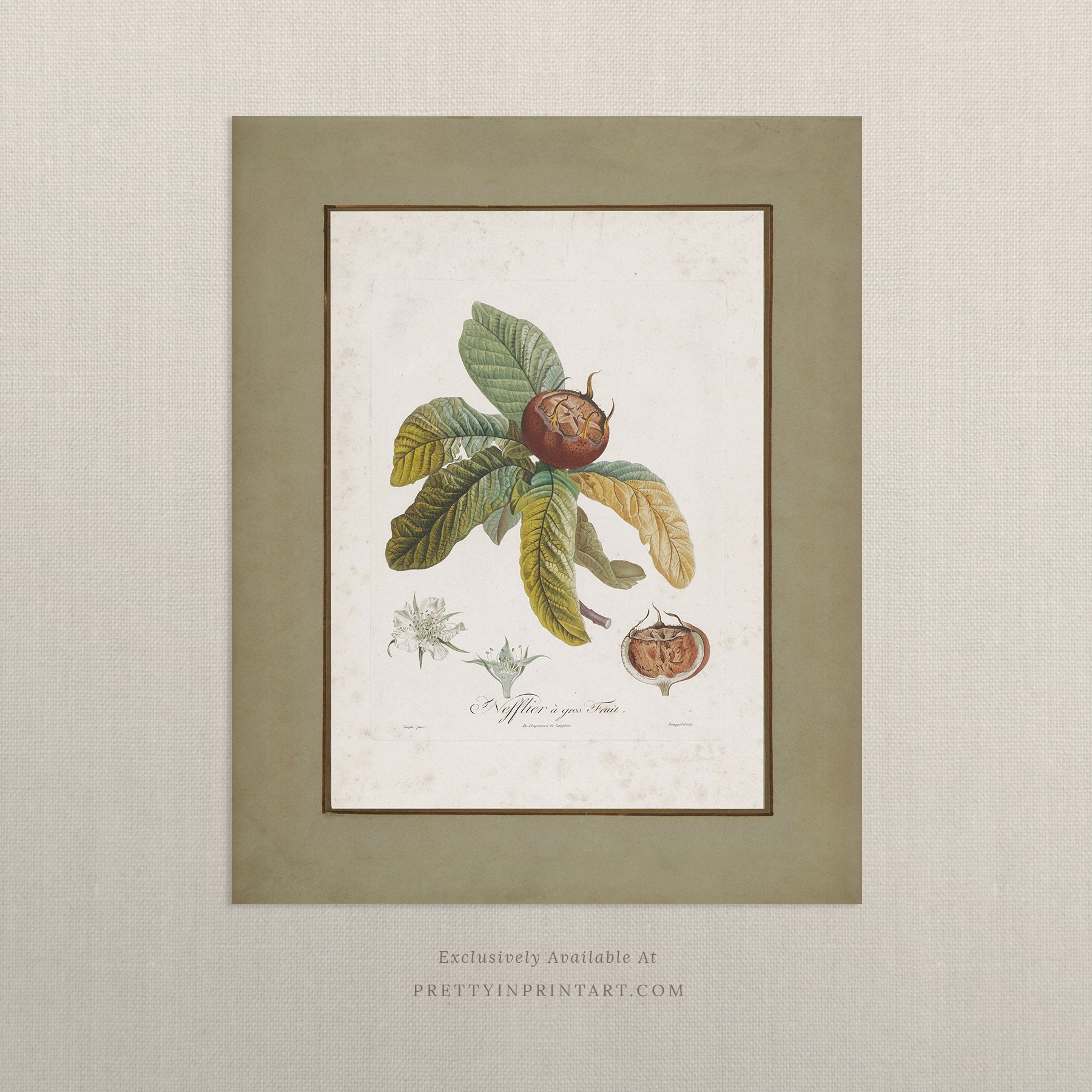 Vintage Botanical Print; Medlar Fruit |  Unframed