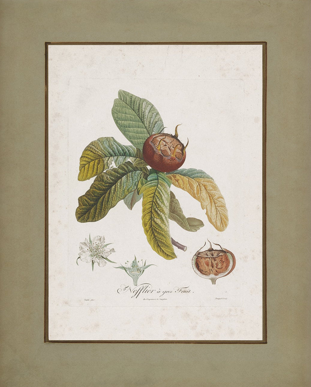 Vintage Botanical Print; Medlar Fruit |  Unframed