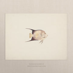 Vintage Angelfish Art Print – Antique Style Wall Art, Unframed (00702)