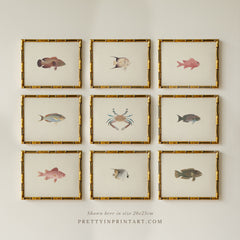 Set of 9 Vintage Fish Art Print (0070) in Gold Bamboo Frame (0178)