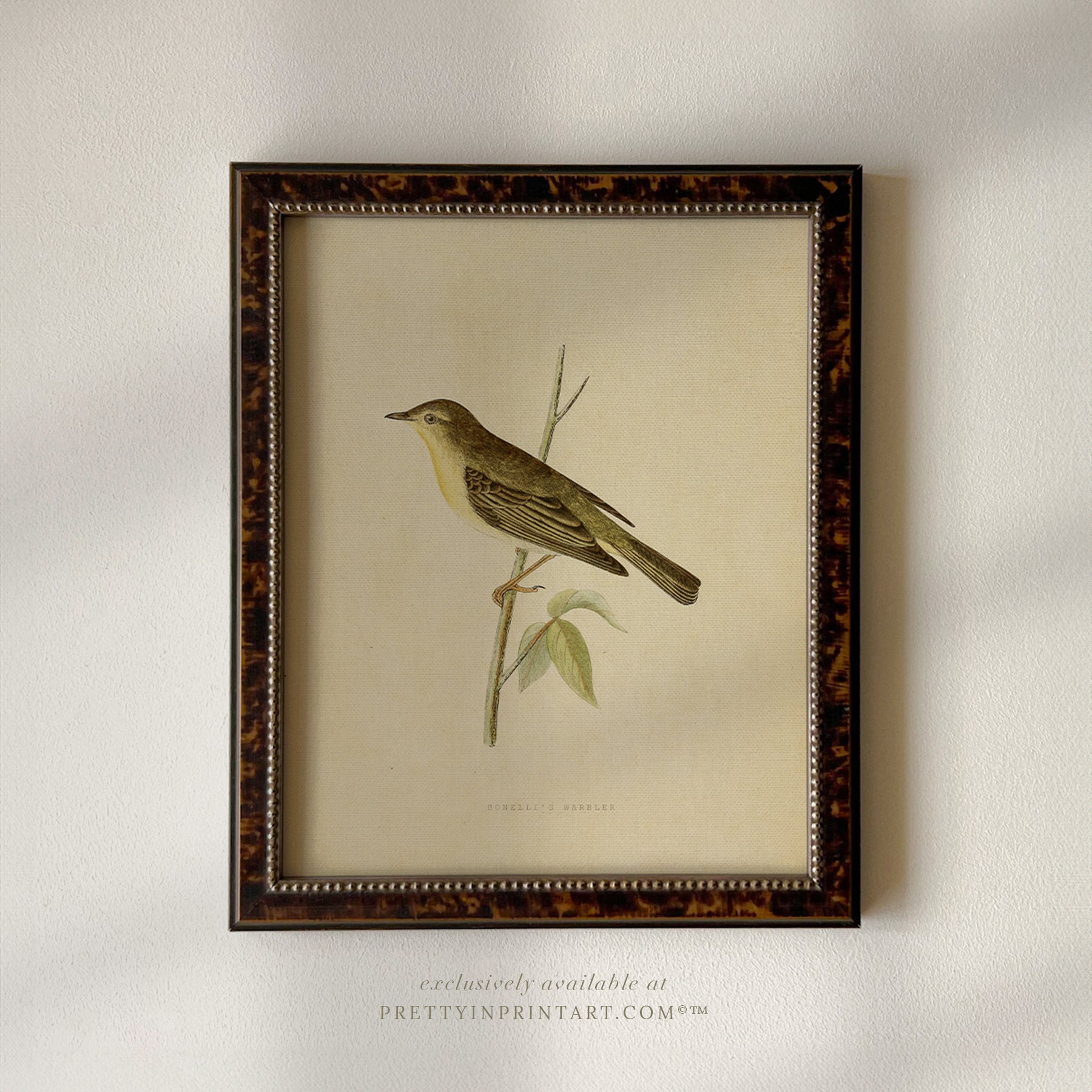 Unframed Bird Prints – Vintage Nature Wall Art for Home Gallery Decor Create your own gallery wall with 4 unframed bird prints. Vintage-style art perfect for traditional and rustic interiors.