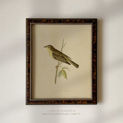 Framed Vintage Bird Art; Warbler 002 (BRN-TOR-2124)