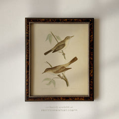 Framed Vintage Bird Art; Warbler 001 (BRN-TOR-2124)