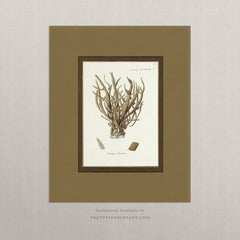 Vintage Sea Sponge Botanical Art Print – Antique Coastal Wall Art with Printed Border, Unframed (002)