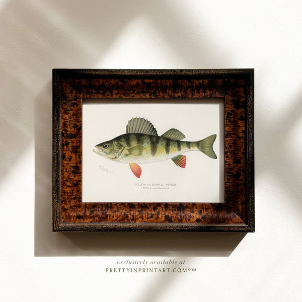 Barred Perch Antique Fish Art (007127 + BRN-TOR-3994)