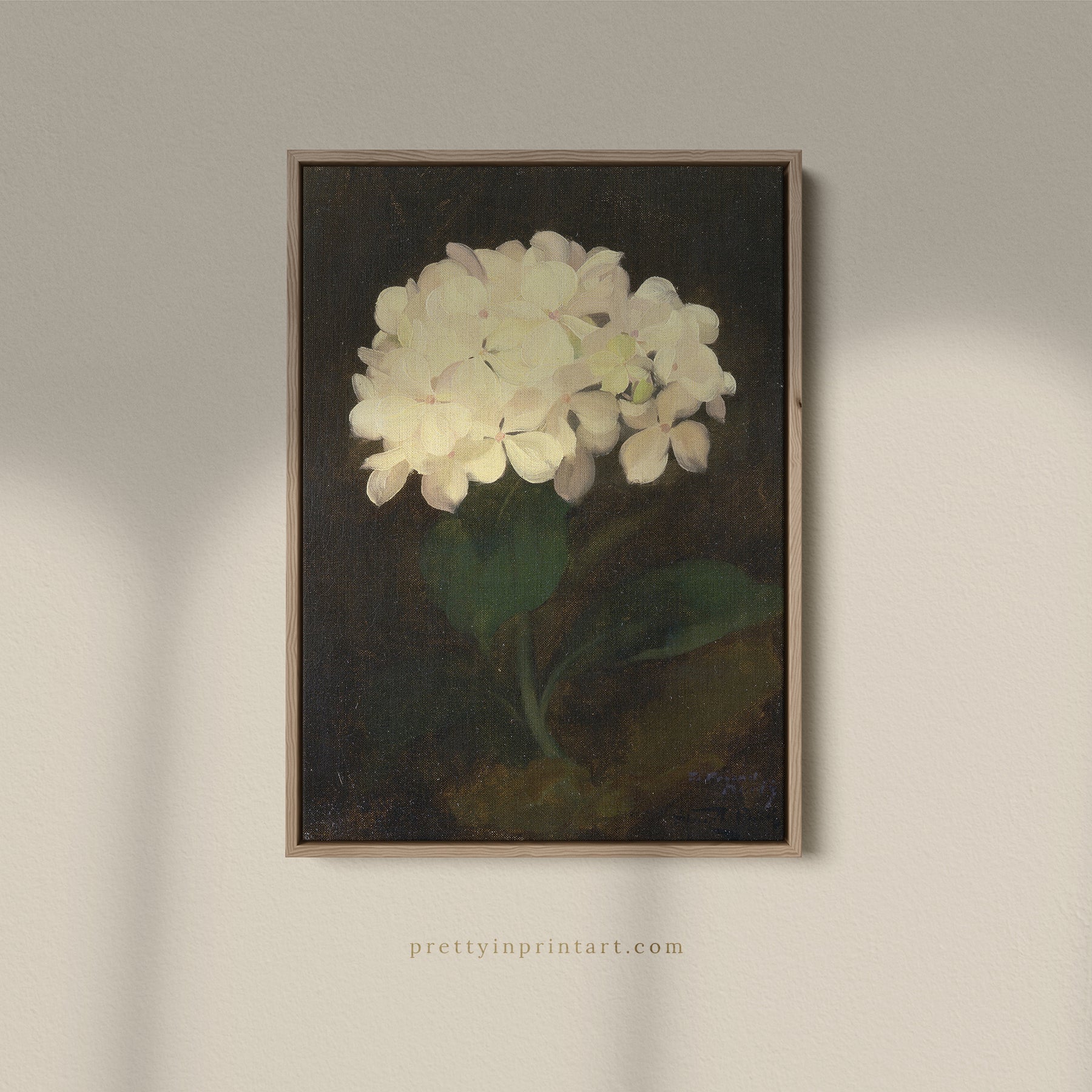 White Hydrangea Flower, 00847 |  Framed Canvas