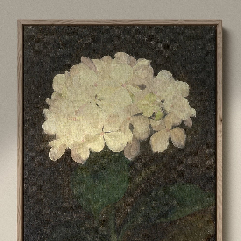 White Hydrangea Flower, 00847 |  Framed Canvas