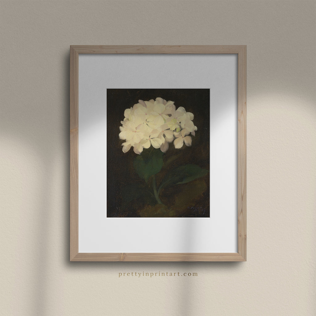 White Hydrangea Flower, 00847 |  Framed & Mounted Print