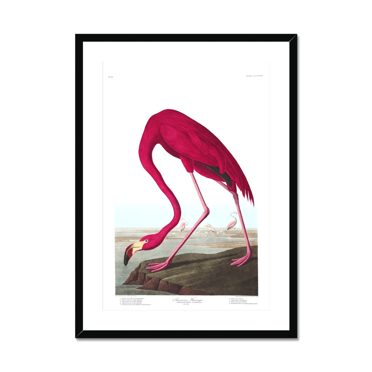 American Flamingo |  Framed & Mounted Print