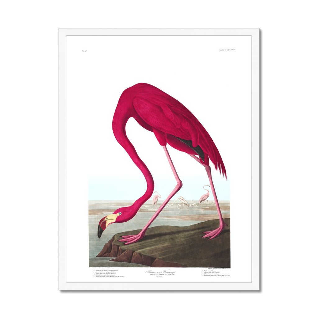 American Flamingo |  Framed Print